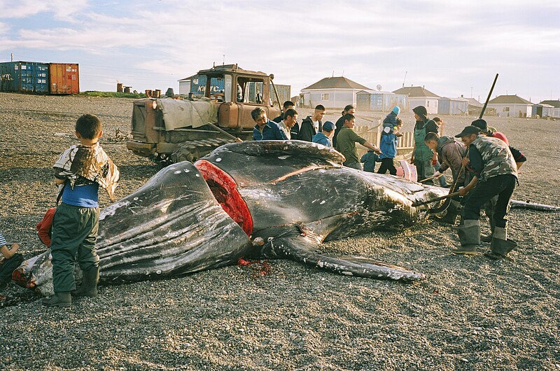 Wieloryb z Lorino / Wal aus Lorino / The Whale from Lorino