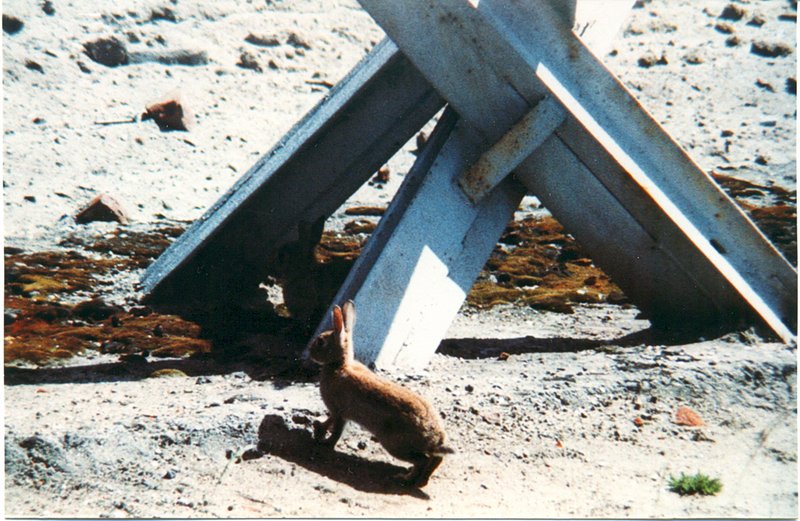 Mauerhase / Rabbit à la Berlin